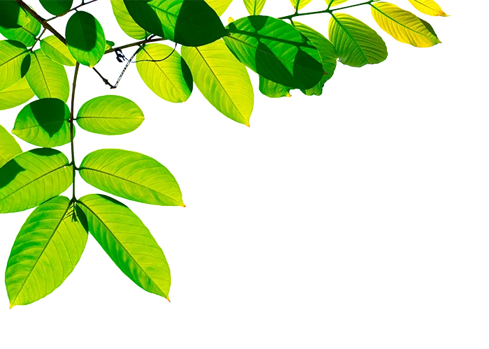 plantasdevida.info Lechero Africano
