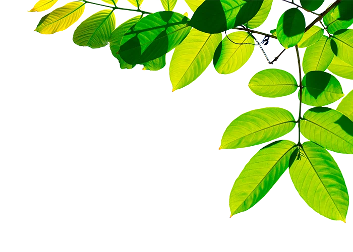 plantasdevida.info Lechero Africano